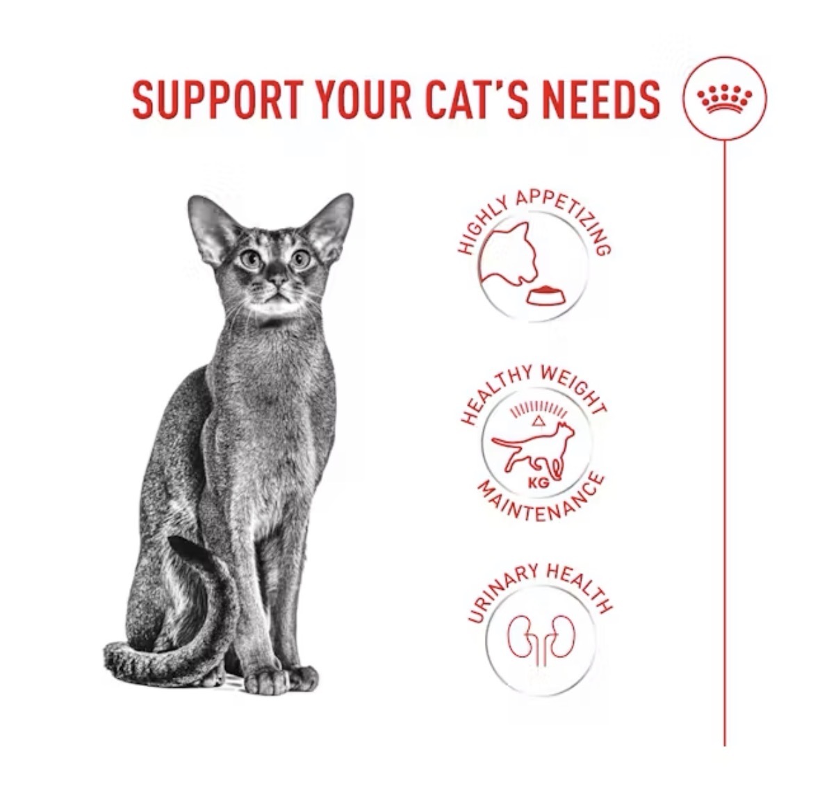 غذای خشک گربه بدغذا رویال کنین فاسی (Royal Canin Fussy)